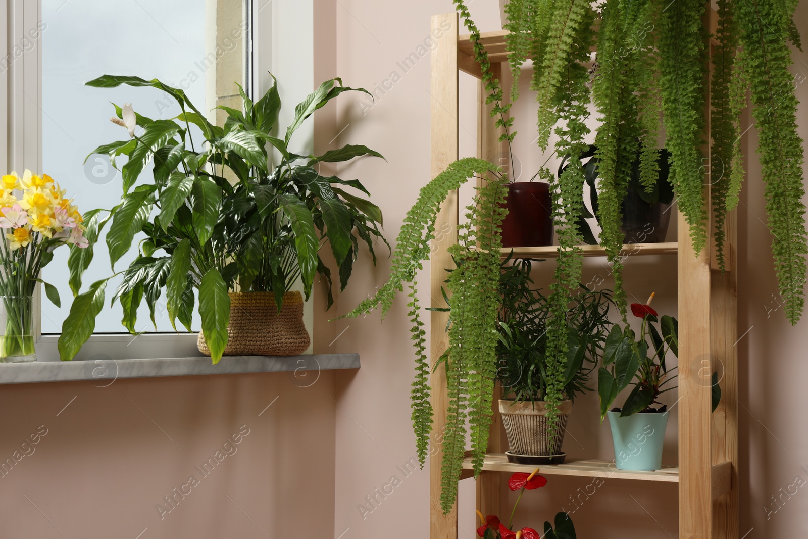 Photo of Beautiful houseplants in pots near window indoors. House decor