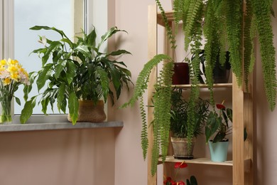 Photo of Beautiful houseplants in pots near window indoors. House decor