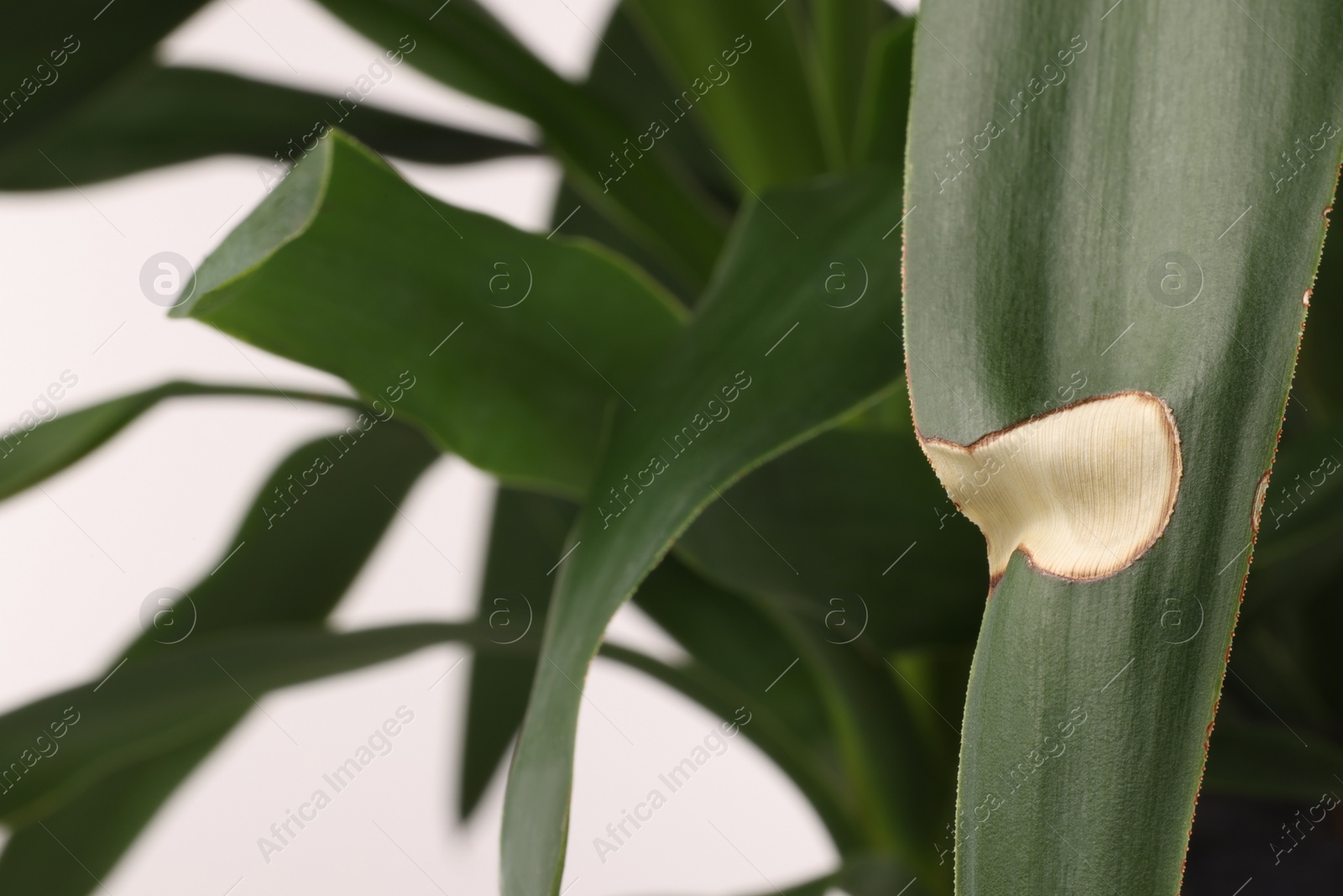 Photo of Houseplant with damaged leaves on white background, closeup