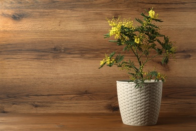 Beautiful mimosa plant in pot on wooden background, space for text