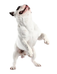 Photo of French bulldog on white background. Adorable pet