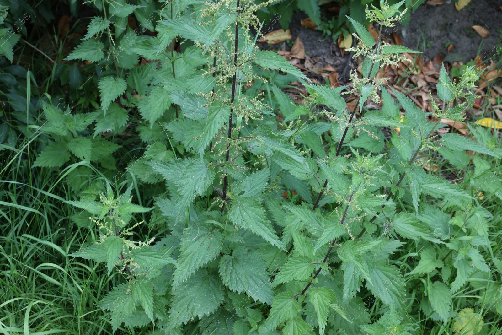 Photo of Stinging nettle plant with green leaves growing outdoors