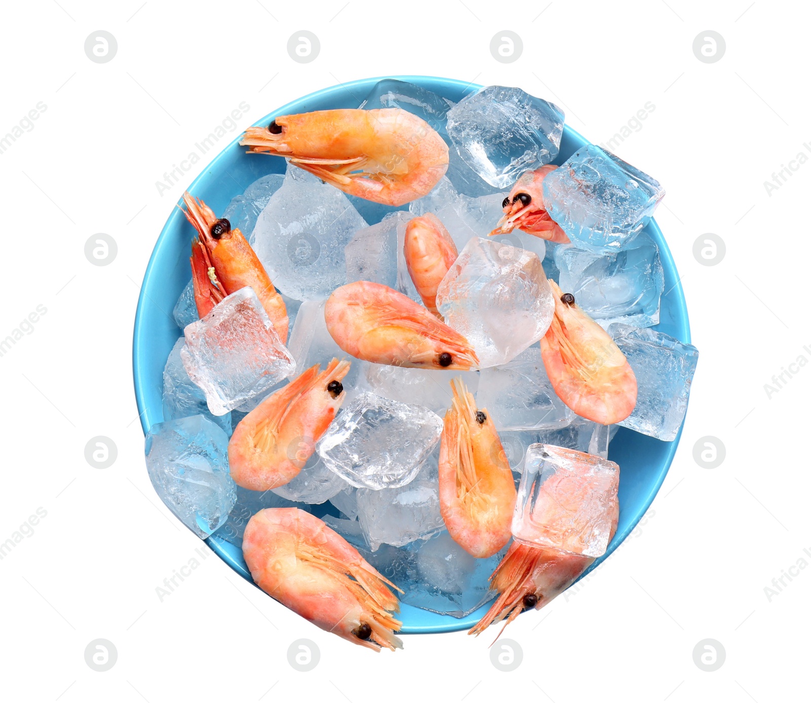 Photo of Bowl with raw shrimps and ice cubes on white background, top view