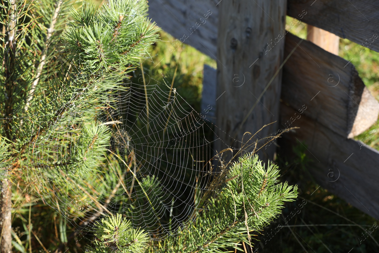 Photo of Beautiful view of fir tree with cobweb on sunny day