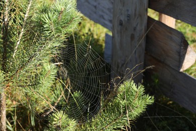 Photo of Beautiful view of fir tree with cobweb on sunny day