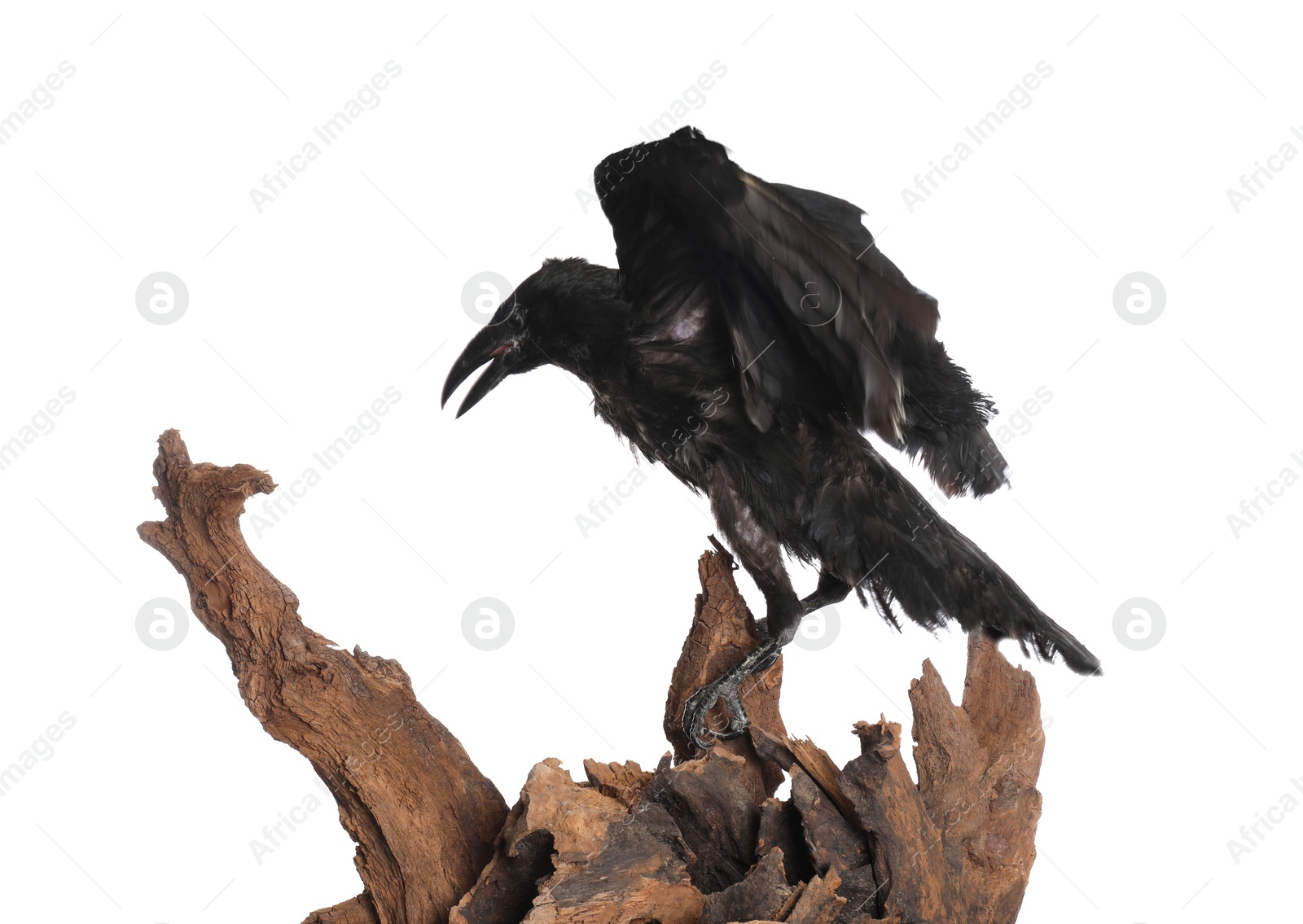 Photo of Beautiful common raven perched on wood against white background