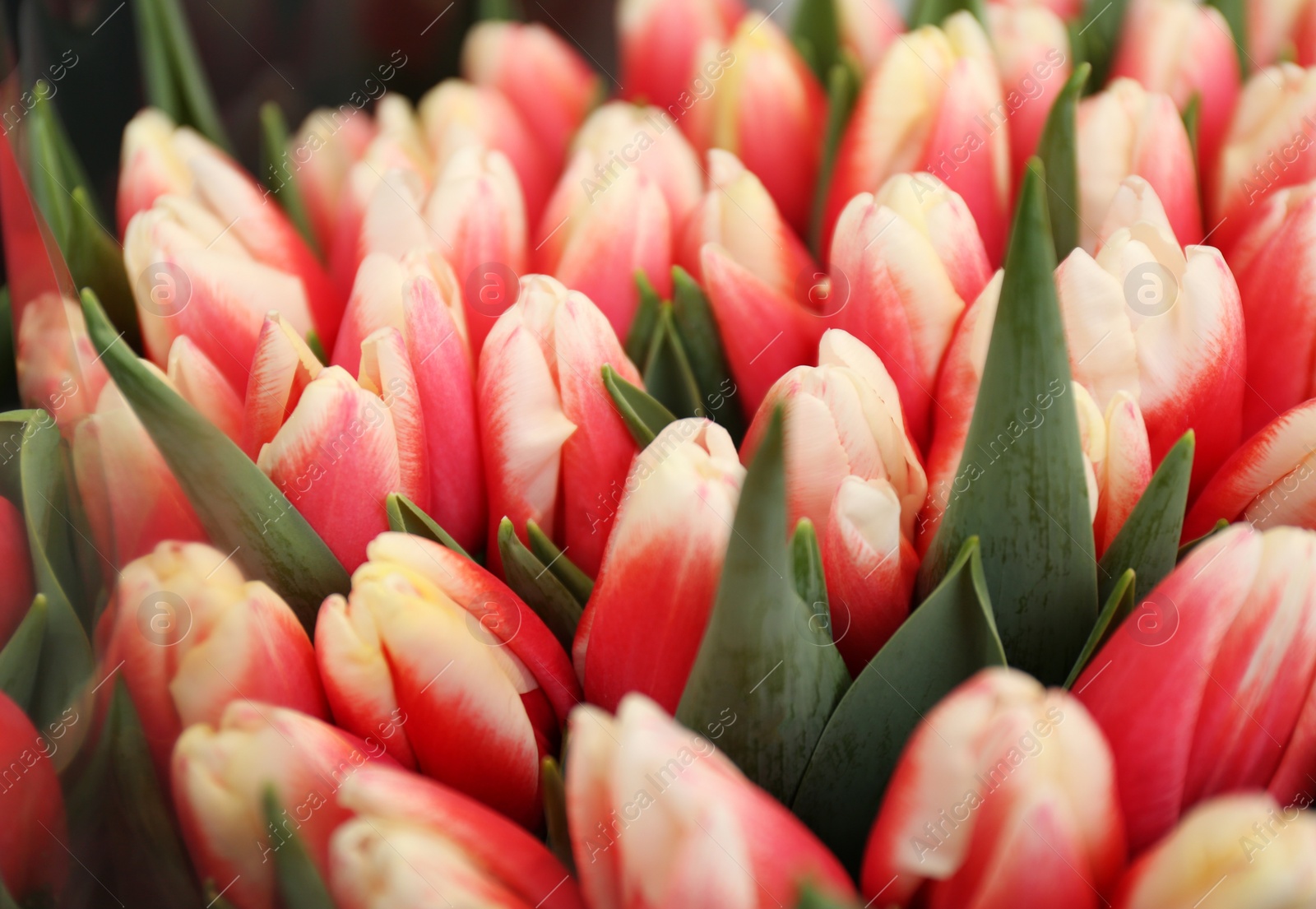 Photo of Fresh bouquet of beautiful tulip flowers, closeup