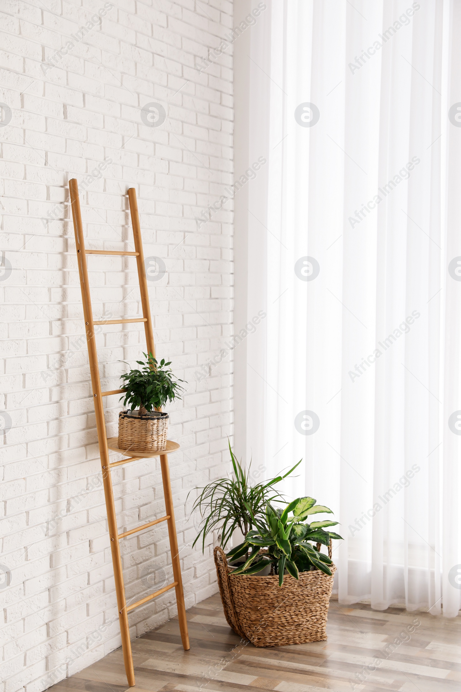 Photo of Beautiful green potted plants in stylish room interior