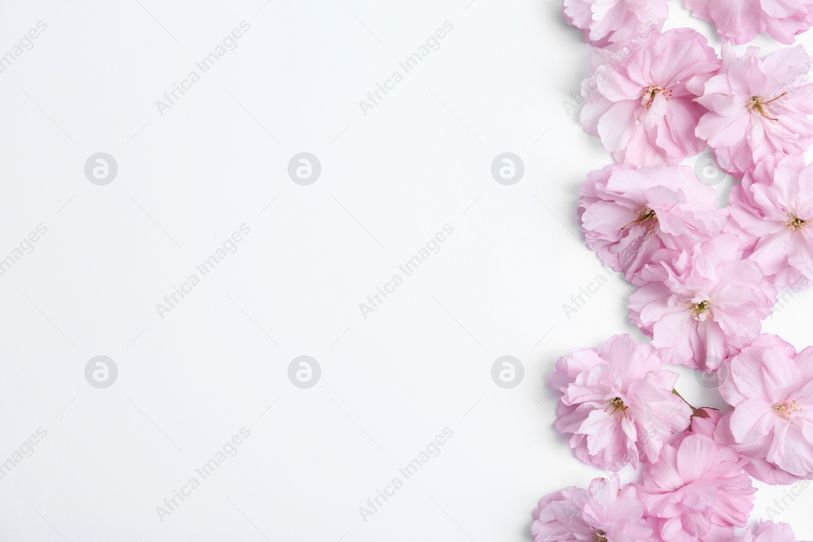 Photo of Beautiful sakura blossom on white background, space for text. Japanese cherry