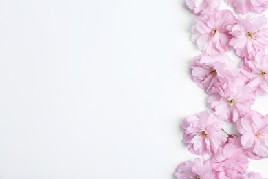 Photo of Beautiful sakura blossom on white background, space for text. Japanese cherry