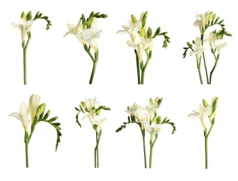 Set with beautiful fragrant freesia flowers on white background