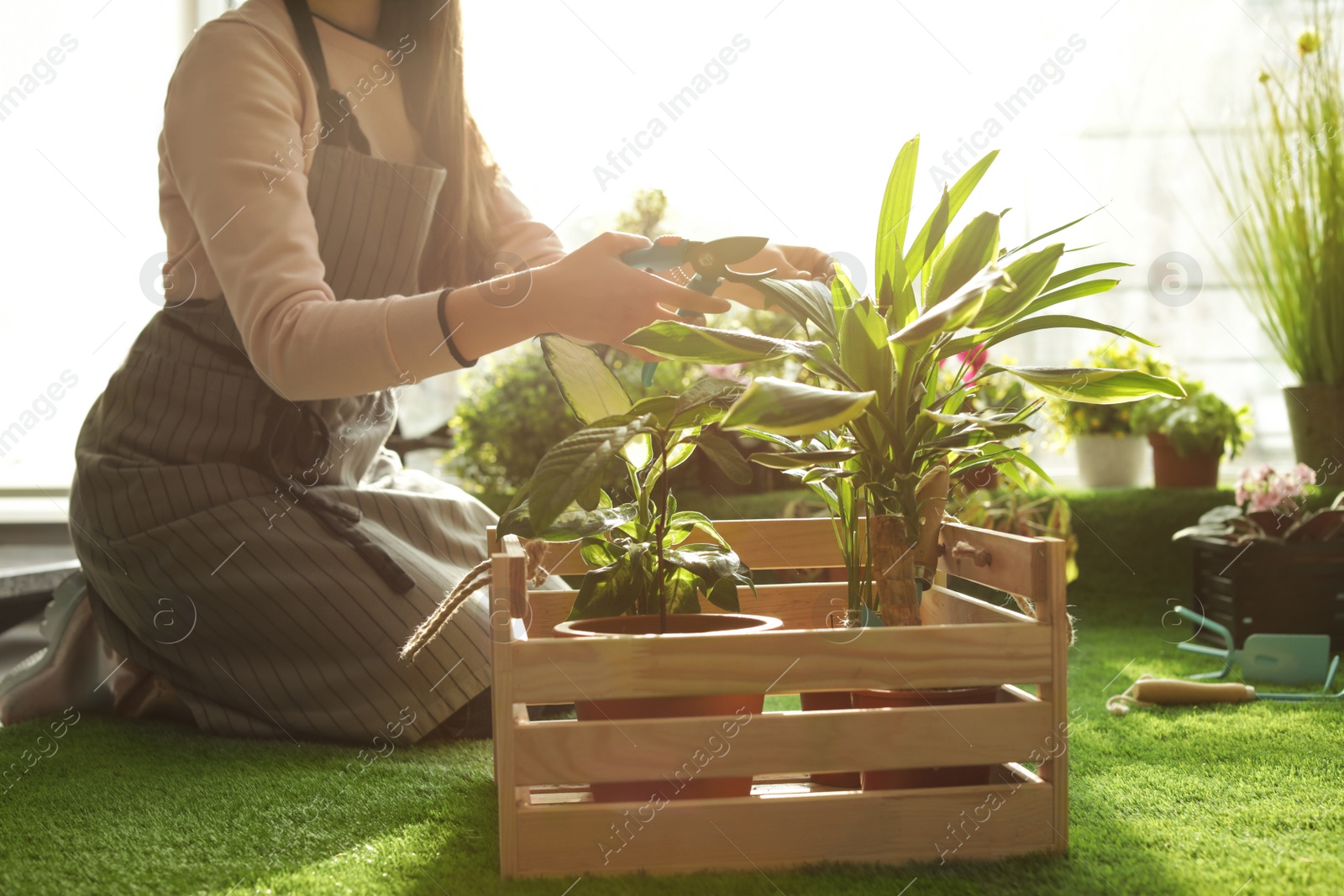 Photo of Woman taking care of plants indoors, closeup. Home gardening