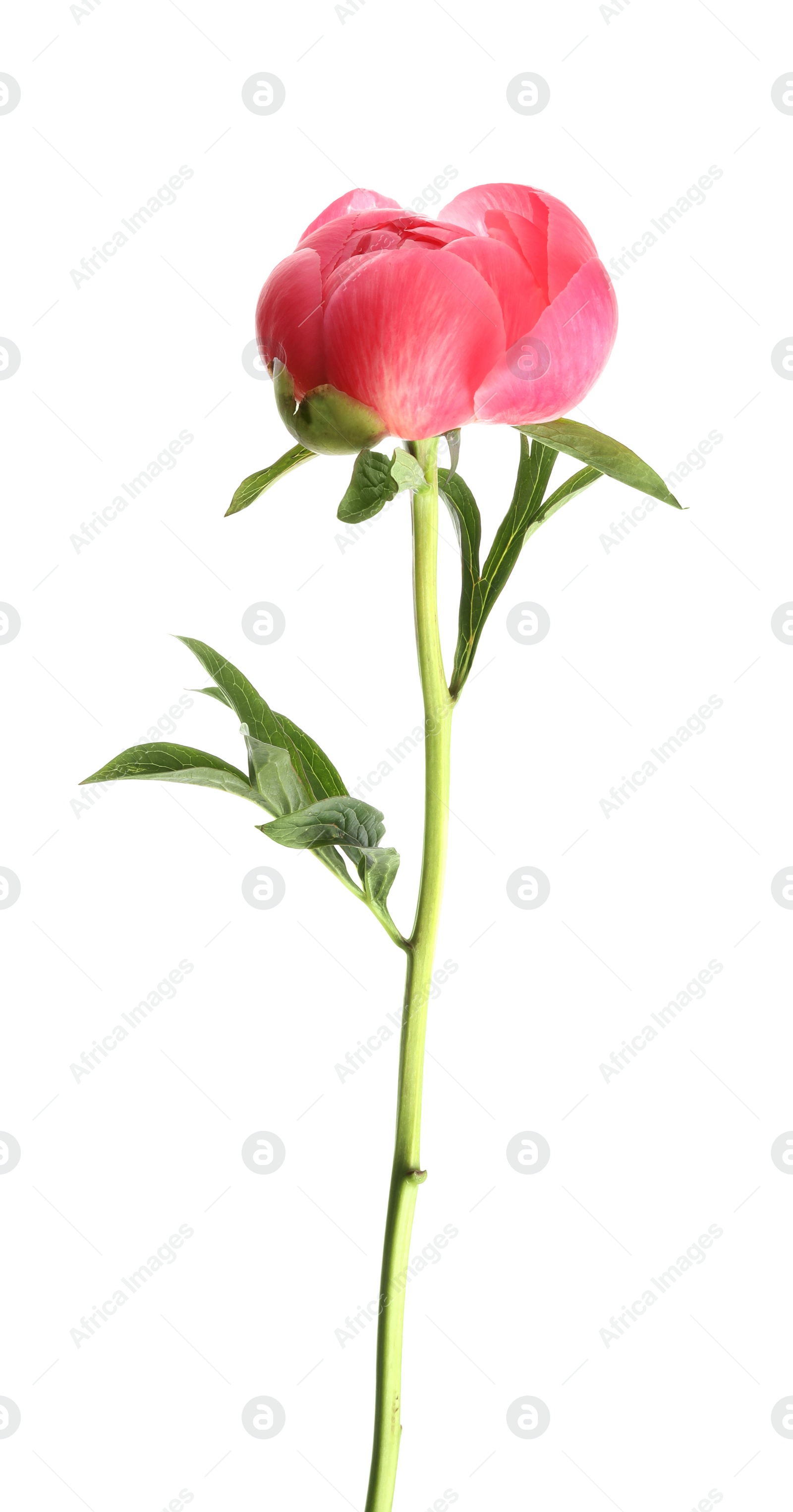 Photo of Beautiful pink peony bud isolated on white