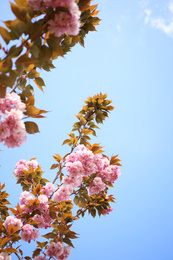 Closeup view of blossoming pink sakura tree outdoors