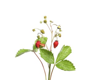 Photo of Stems of wild strawberry with berries, green leaves and flowers isolated on white