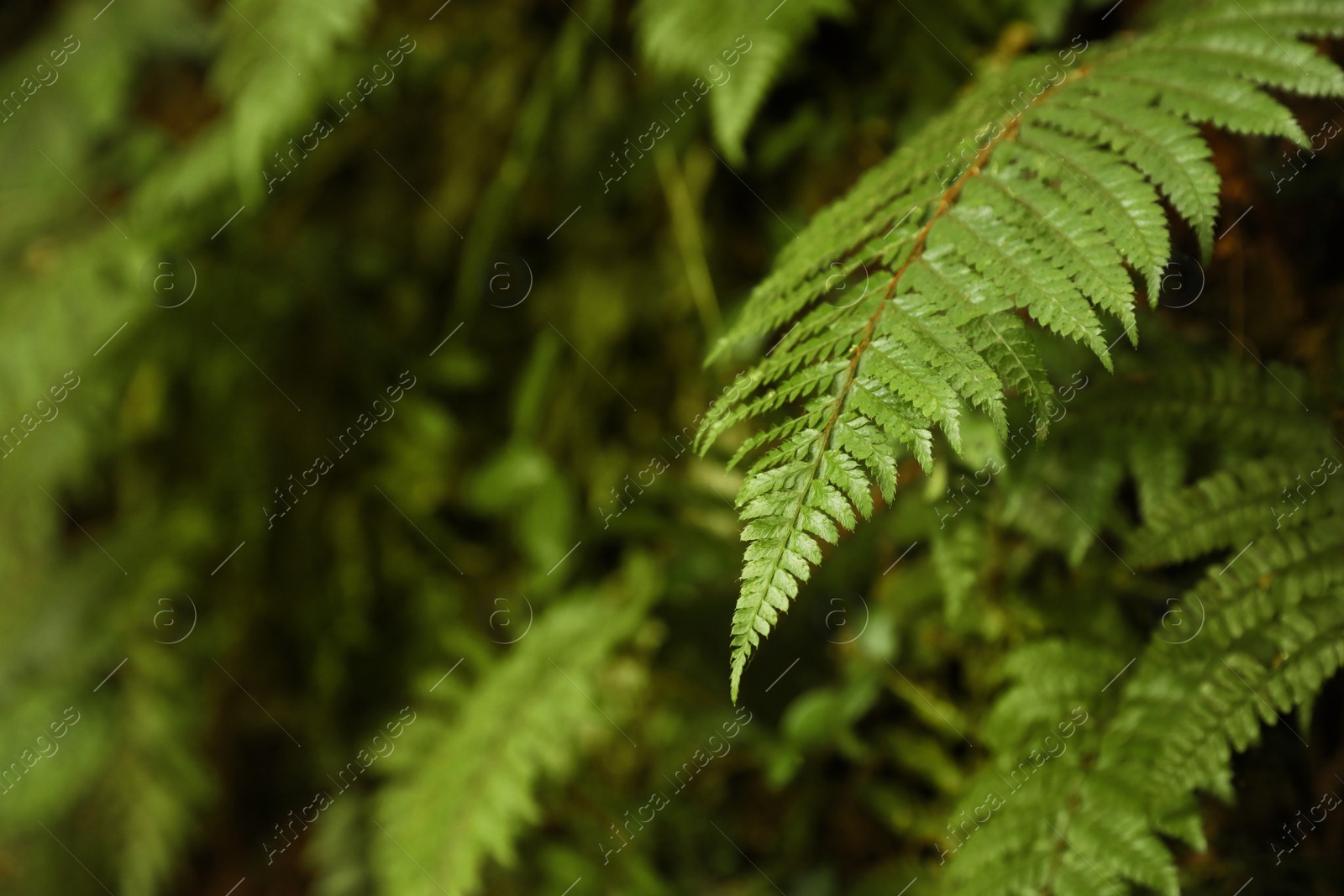 Photo of Beautiful green ferns with lush leaves growing in park