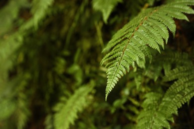 Beautiful green ferns with lush leaves growing in park