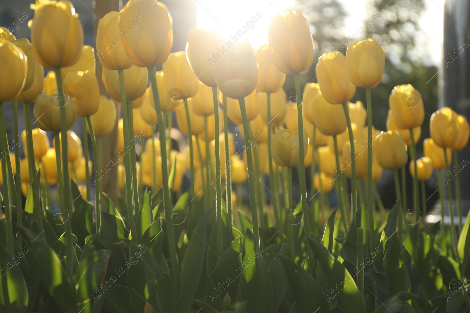 Photo of Beautiful yellow tulips growing outdoors on sunny day, closeup. Spring season