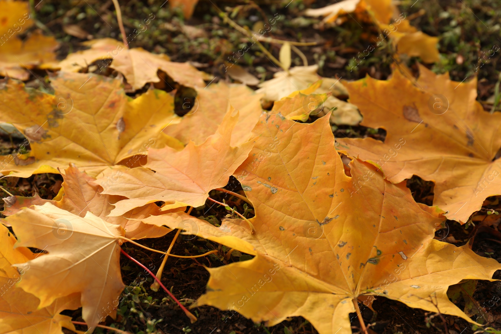 Photo of Beautiful dry leaves on ground outdoors, closeup. Autumn season