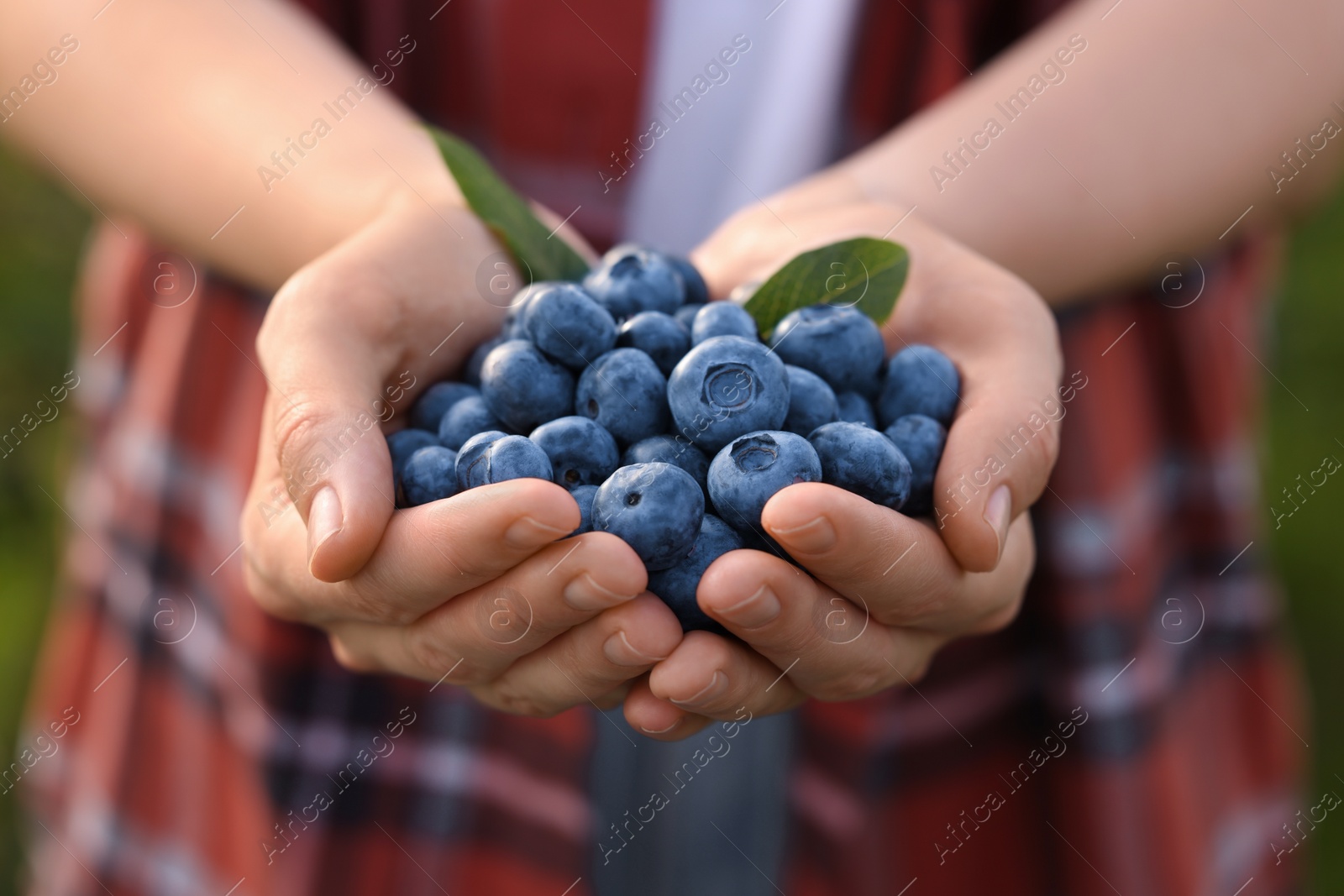 Photo of Woman holding heap of wild blueberries, closeup. Seasonal berries