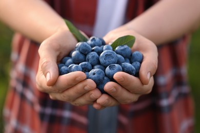 Photo of Woman holding heap of wild blueberries, closeup. Seasonal berries