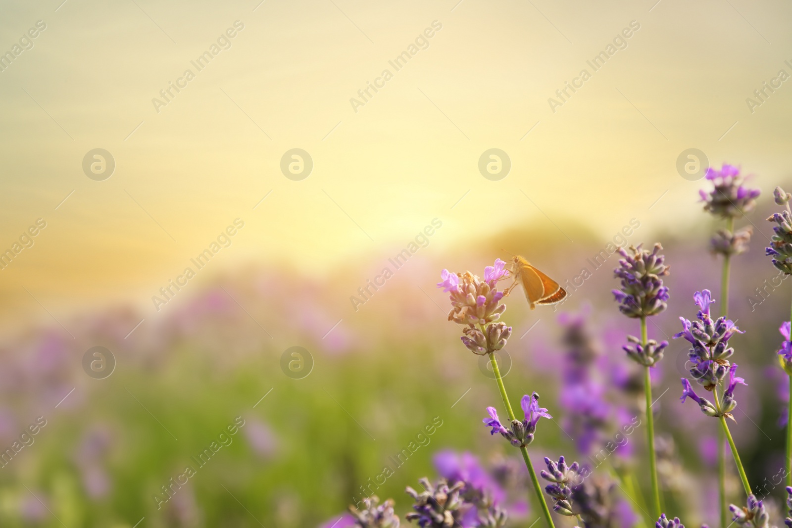 Photo of Beautiful butterfly in blooming lavender field on summer day, closeup