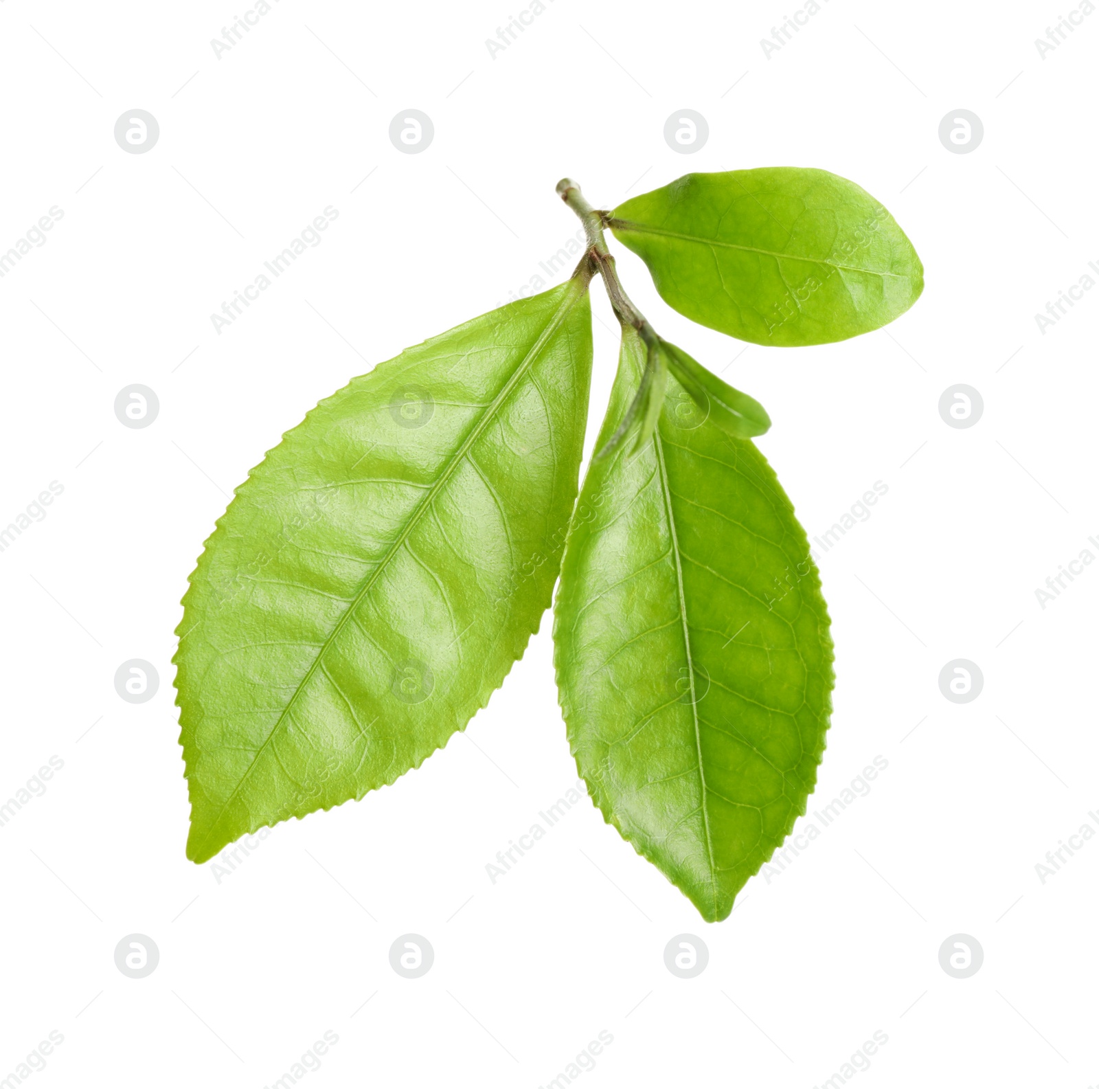 Photo of Green leaves of tea plant isolated on white