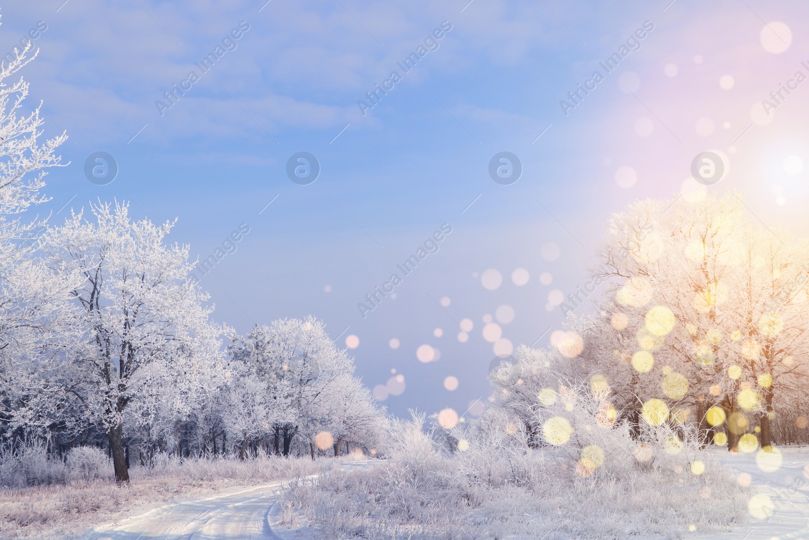 Image of Amazing winter morning.  Beautiful forest covered with snow