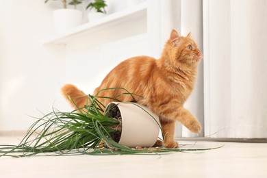 Cute cat near overturned houseplant at home