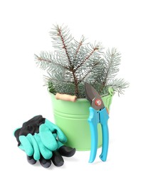 Photo of Gardening gloves, pruner and bucket with spruce branch on white background