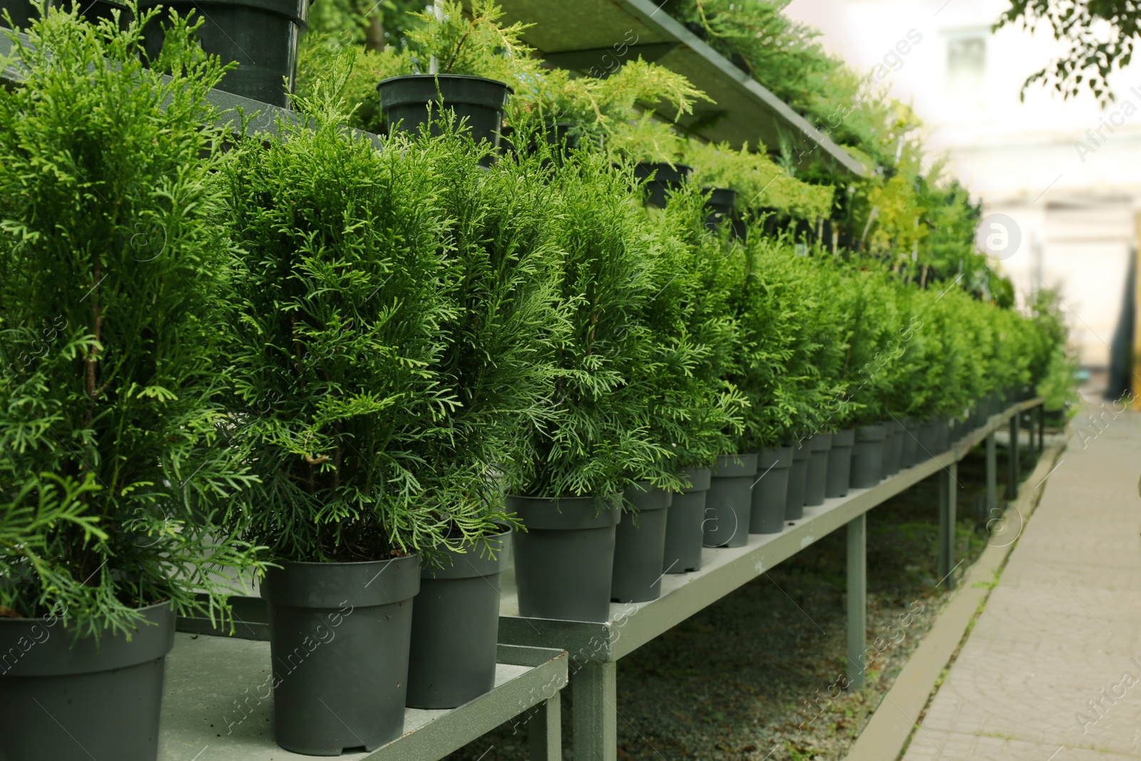 Photo of Many beautiful potted evergreen thuja trees on racks outdoors