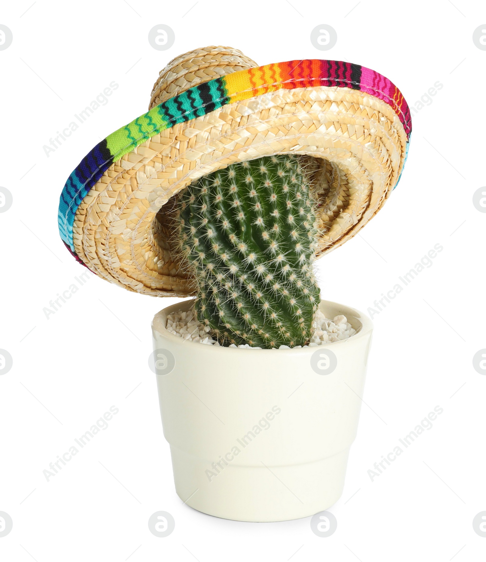 Photo of Cactus with Mexican sombrero hat isolated on white