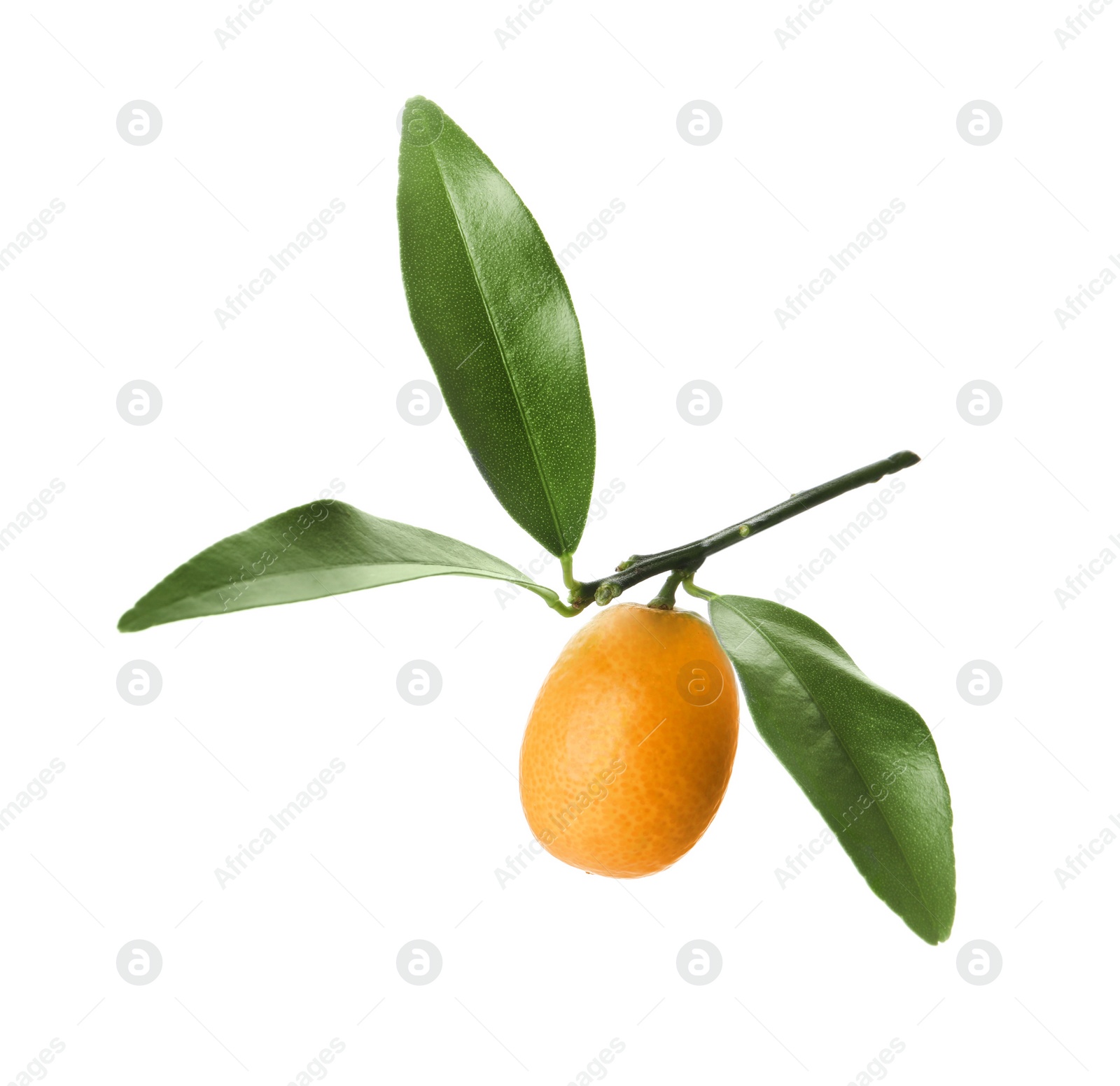 Photo of Kumquat tree branch with ripe fruit isolated on white