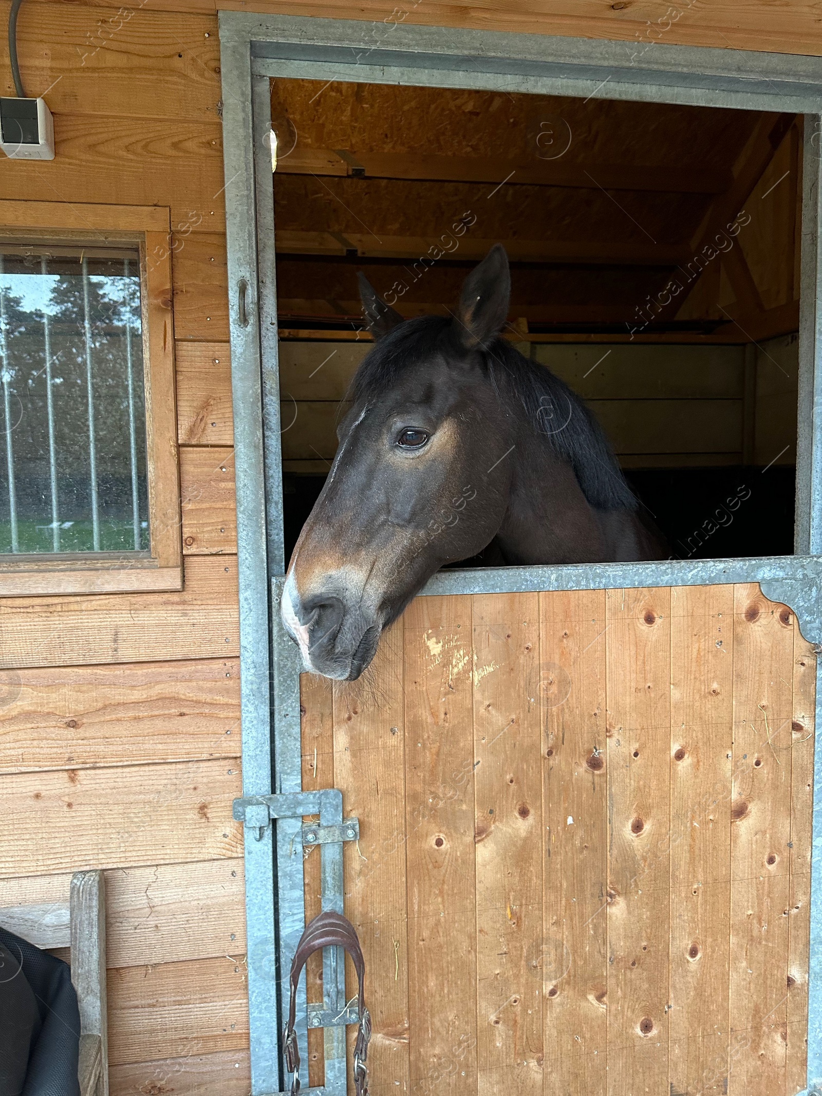 Photo of Adorable horse in stable. Lovely domesticated animal