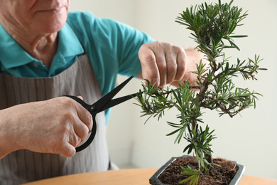 Photo of Senior man taking care of Japanese bonsai plant indoors, closeup. Creating zen atmosphere at home