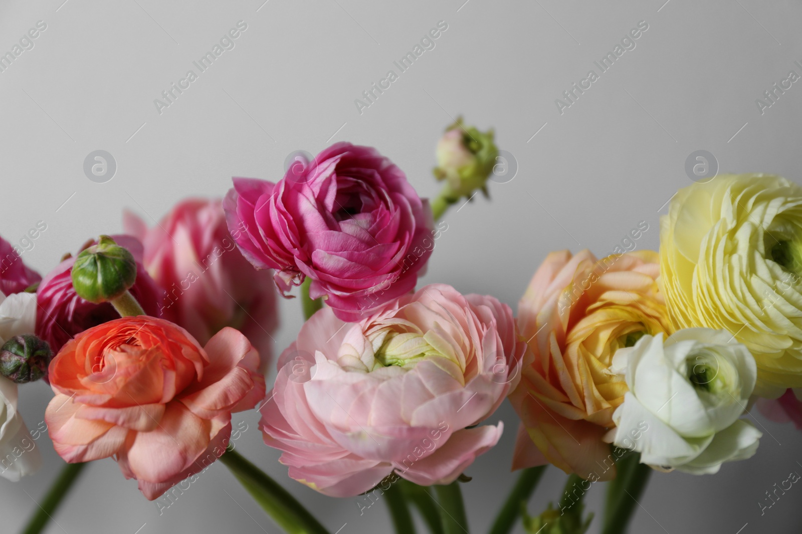 Photo of Beautiful ranunculus flowers on light grey background, closeup