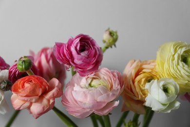 Beautiful ranunculus flowers on light grey background, closeup