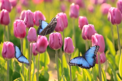 Beautiful butterflies and blossoming tulips outdoors on sunny spring day