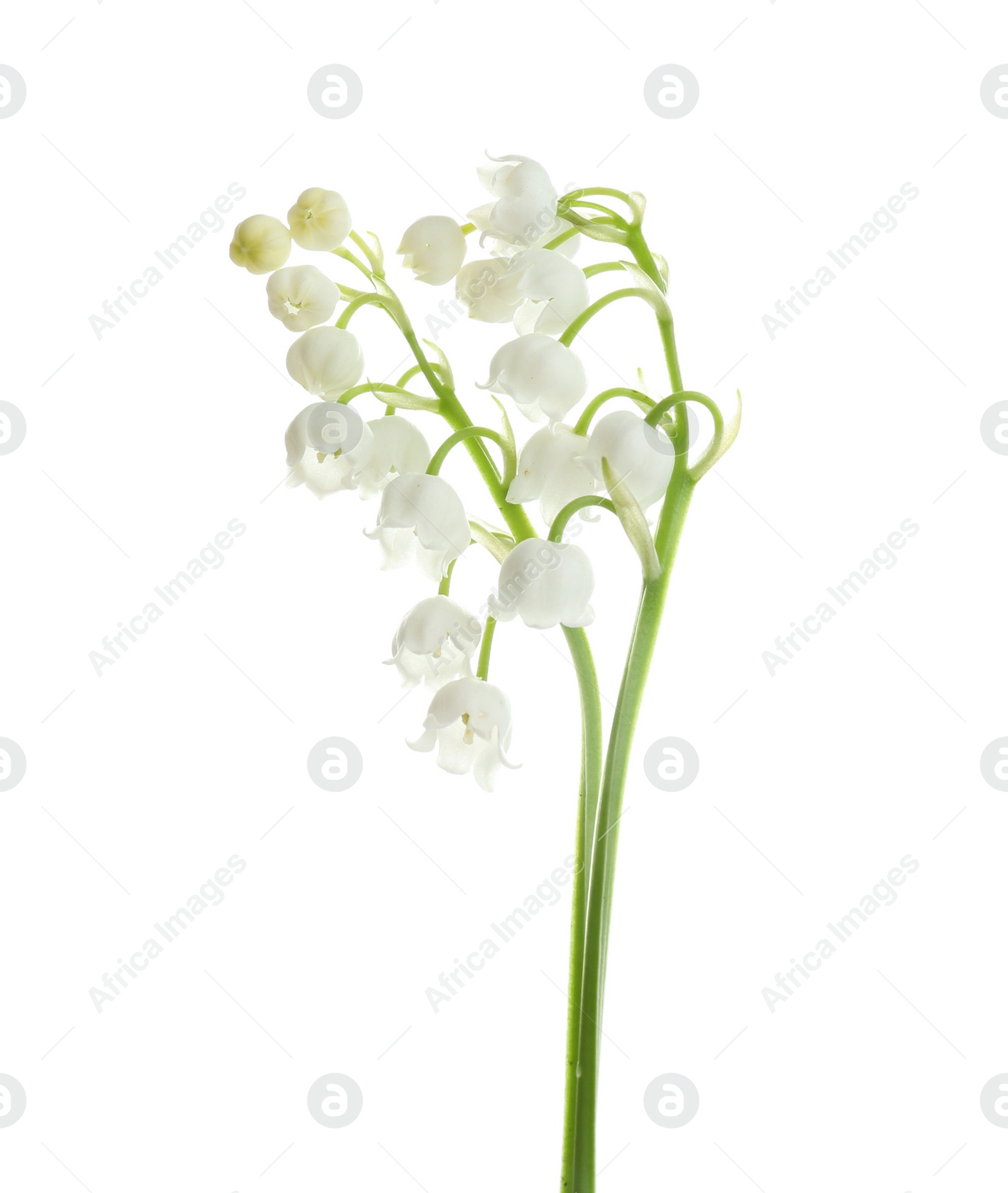 Photo of Beautiful fragrant lily of the valley flowers on white background