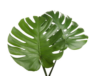 Photo of Fresh green tropical leaves on white background