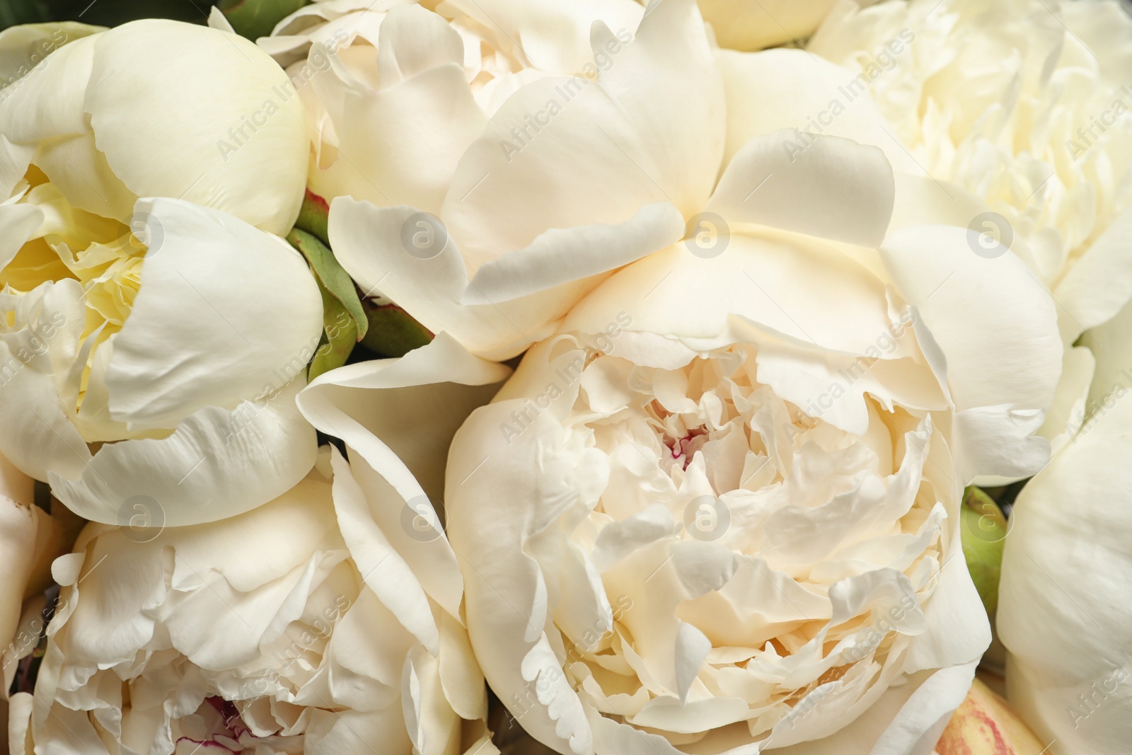 Photo of Fragrant peonies as background, closeup view. Beautiful spring flowers