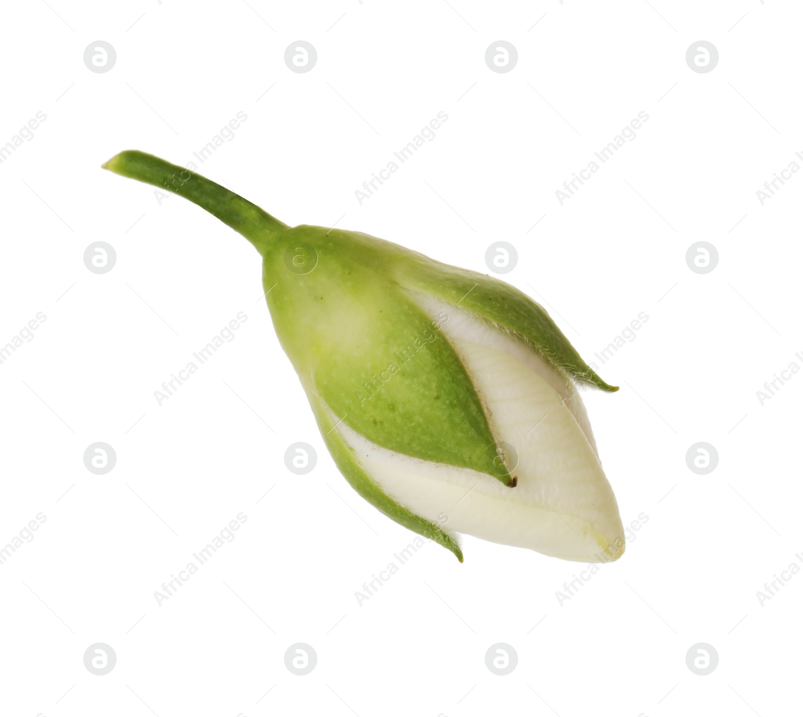 Photo of One fresh jasmine bud isolated on white