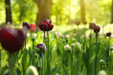 Photo of Beautiful dark red tulips growing outdoors on sunny day