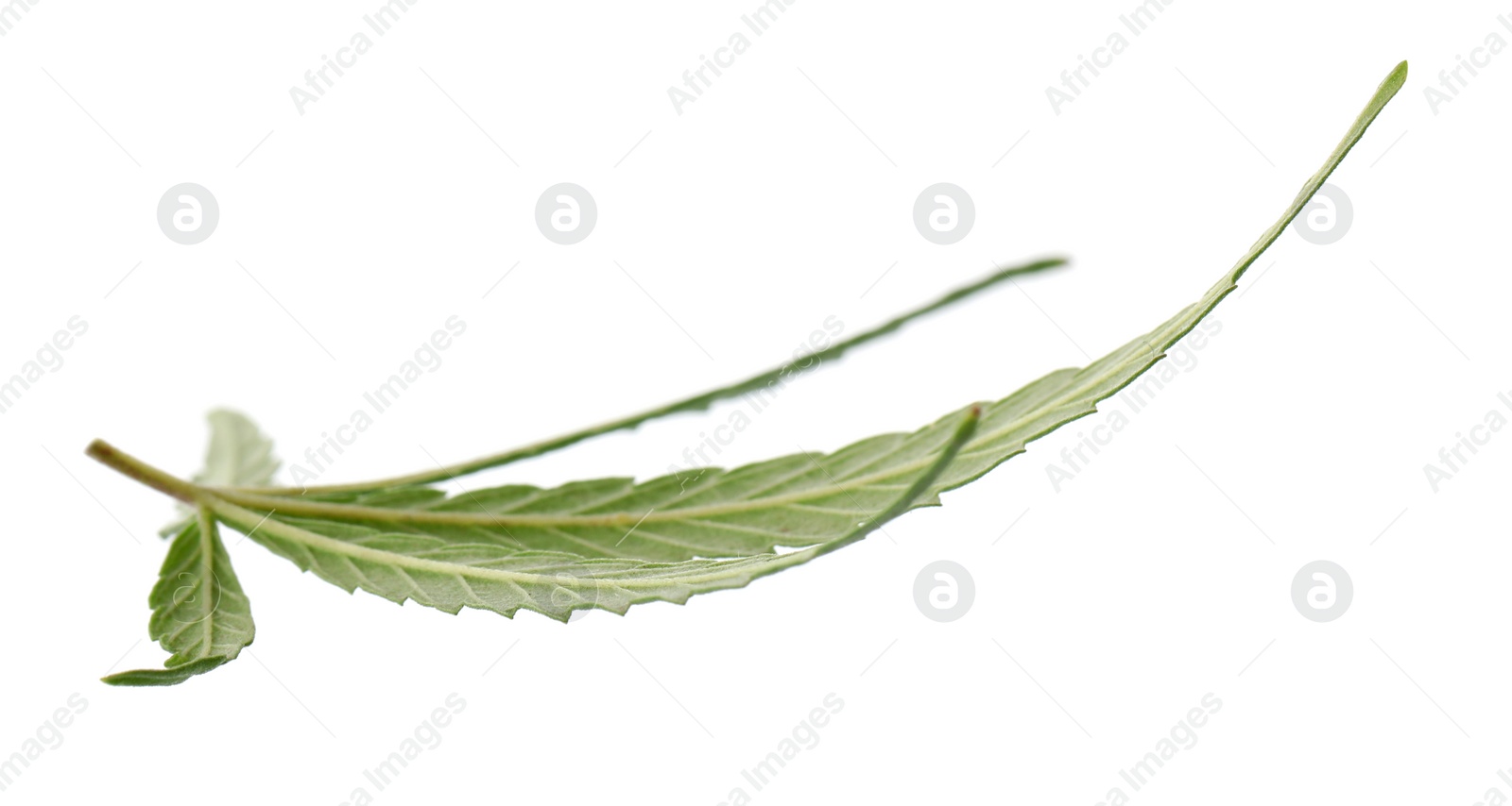 Photo of Green organic leaf of hemp on white background