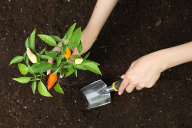 Photo of Woman transplanting pepper plant into soil, top view