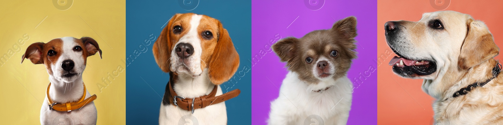 Image of Collage with photos of cute dogs in collars on different color backgrounds. Banner design