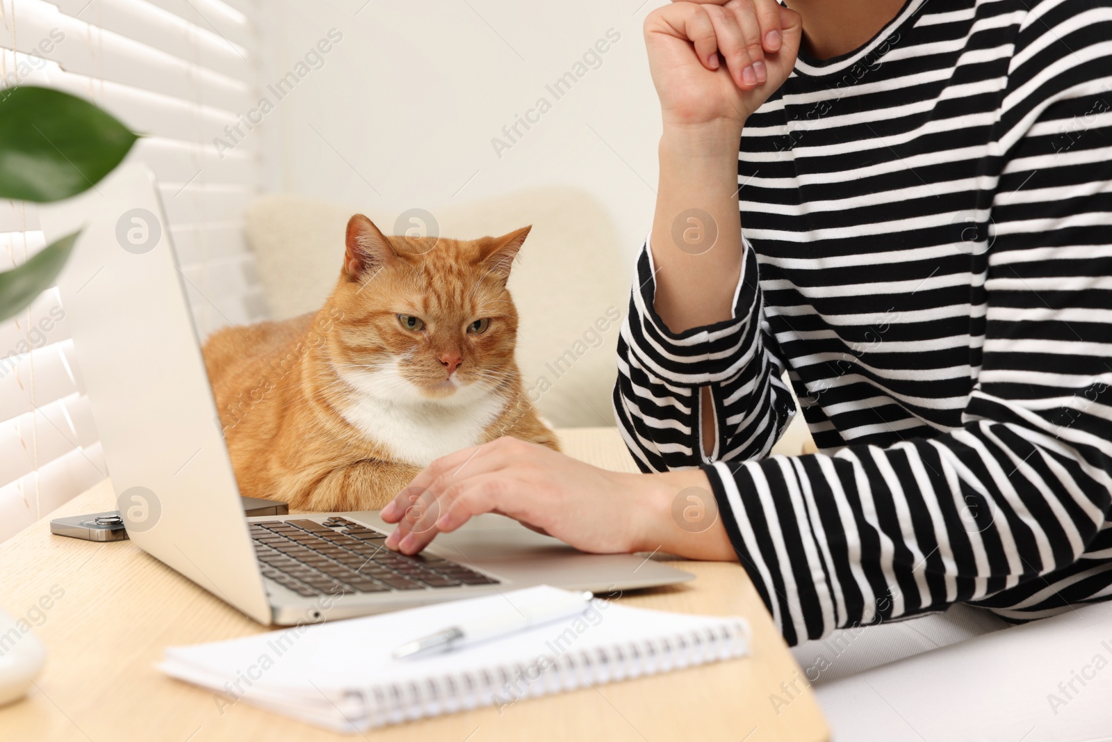 Photo of Woman working with laptop at home, closeup. Cute cat lying on wooden desk near owner