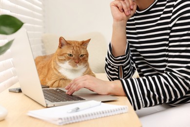 Photo of Woman working with laptop at home, closeup. Cute cat lying on wooden desk near owner