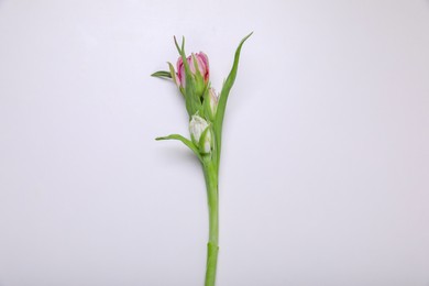 Pink tulips on white background, top view