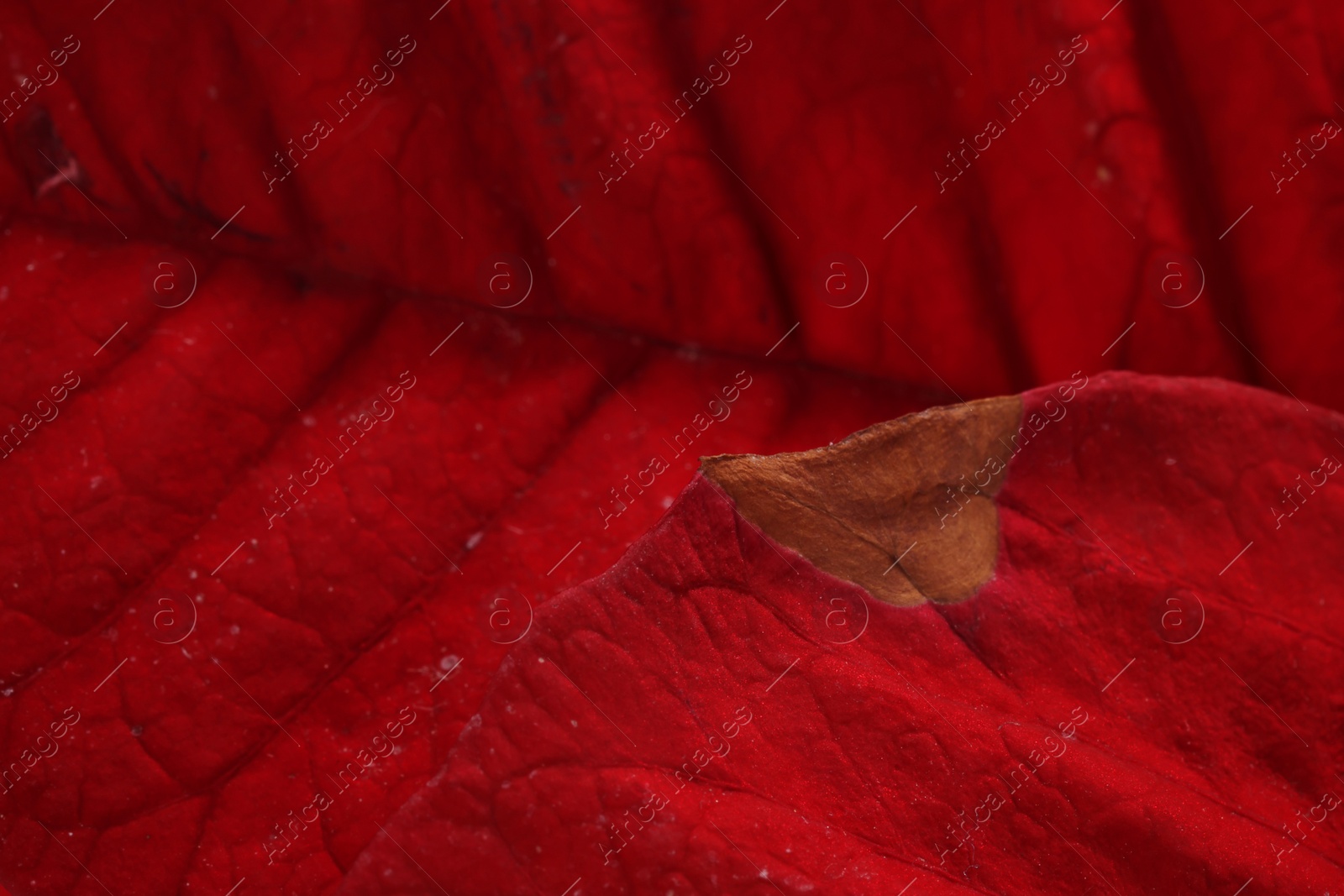 Photo of Potted houseplant with damaged leaf, closeup view